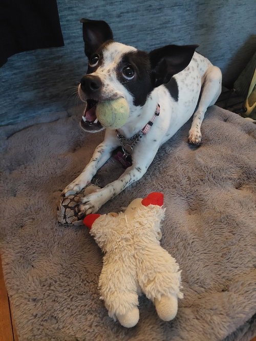GEENIE - Rat Terrier available for adoption