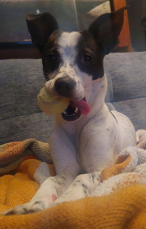 GEENIE - Rat Terrier available for adoption