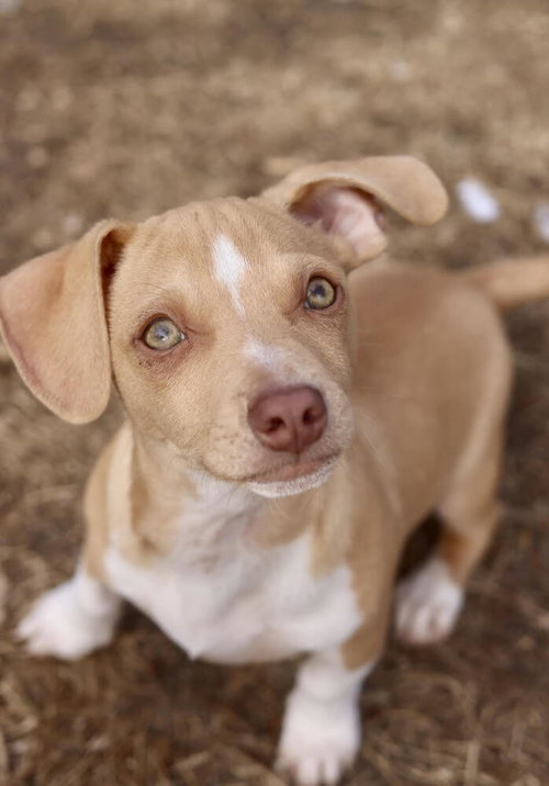 David, an adoptable Chihuahua in Andover, MN