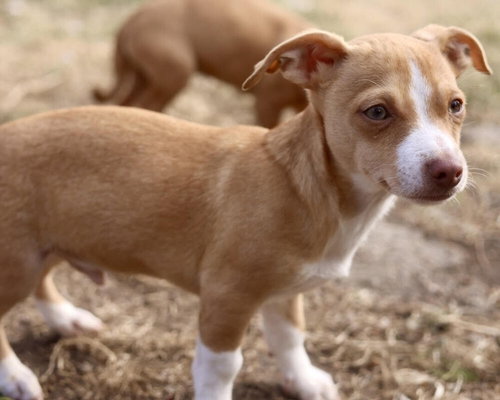 Danny, an adoptable Chihuahua in Andover, MN