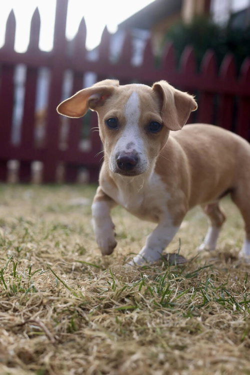 Chris, an adoptable Chihuahua in Andover, MN