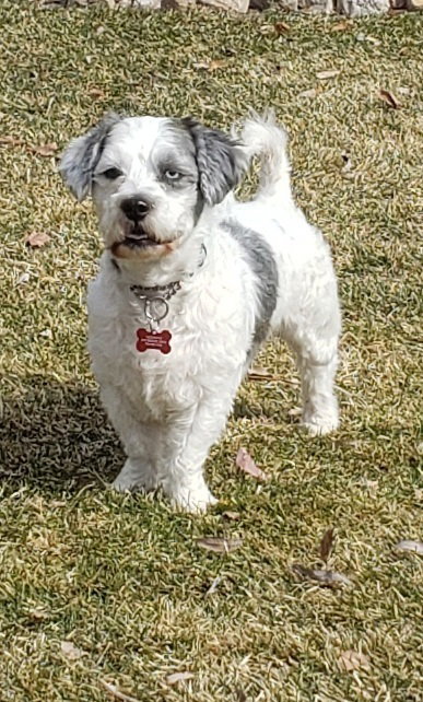 MJ, an adoptable Shih Tzu in Andover, MN