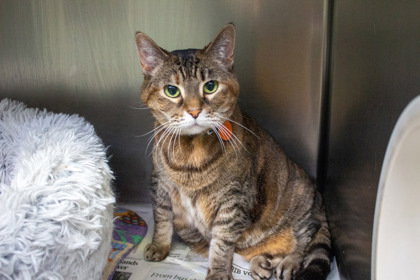 Pea, an adoptable Domestic Short Hair in Andover, MN