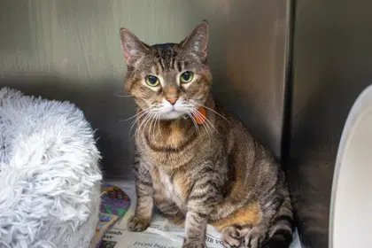 Pea - Domestic Short Hair