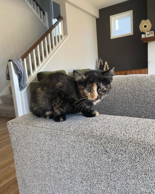 Moana, Baby Domestic Short Hair (short coat), cat for adoption in Lakeville, Minnesota