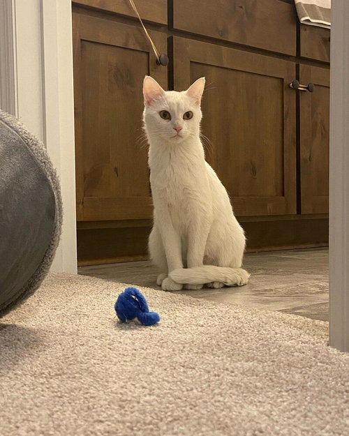 Aurora, Adult Domestic Short Hair (short coat), cat for adoption in Lakeville, Minnesota