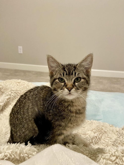 Belle, Baby Domestic Short Hair (short coat), cat for adoption in Shakopee, Minnesota