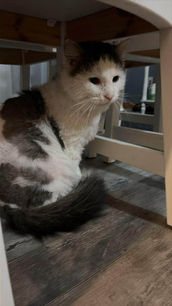 Kermit (Cat)