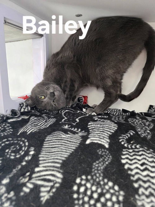 Bailey ~Pending Adoption~, Adult Domestic Short Hair / Russian Blue / Mixed (short coat), cat for adoption in Shakopee, Minnesota
