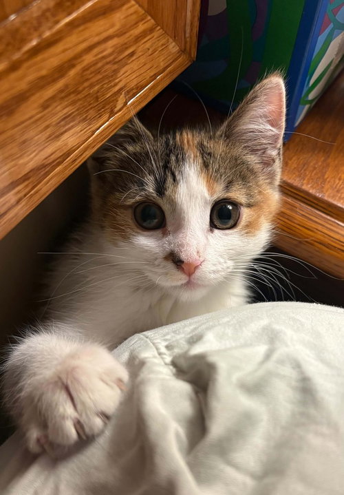 BRITTANY - Domestic Short Hair for adoption in St. Paul