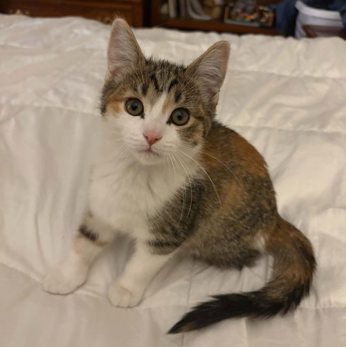 RACHEL - Domestic Short Hair for adoption in St. Paul