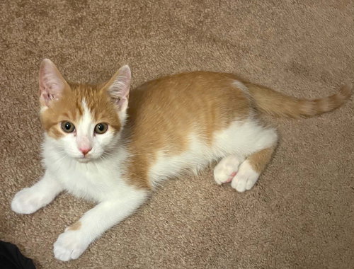 RYAN - Domestic Short Hair for adoption in St. Paul
