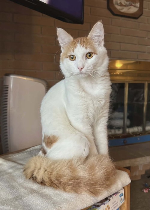 Cupcake, Young Domestic Short Hair (long coat), cat for adoption in Lakeville, Minnesota