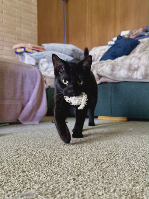 Jogger, an adoptable Domestic Short Hair in Andover, MN