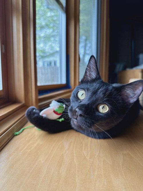 JOGGER - Domestic Short Hair available for adoption