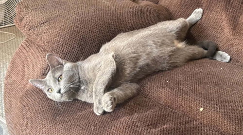 Poptart, an adoptable Domestic Short Hair in Andover, MN