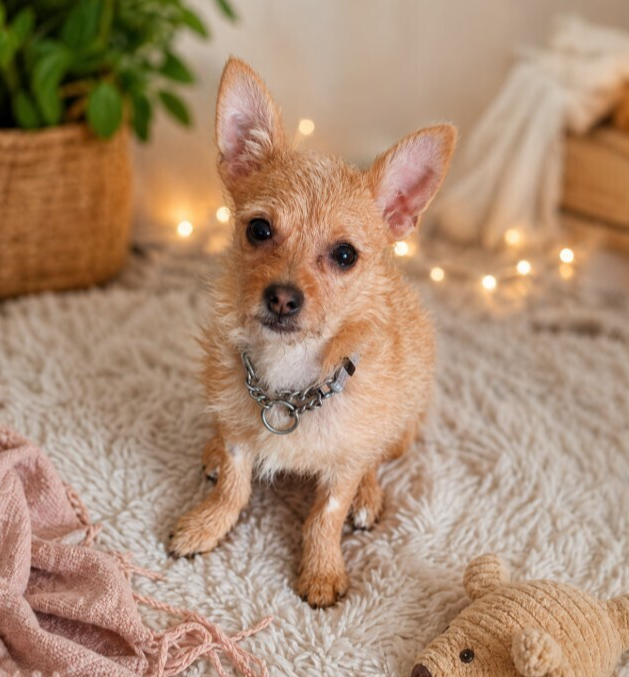 Peanut