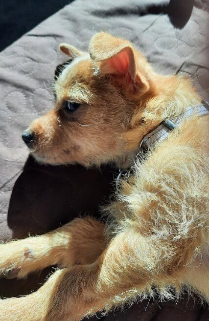 Peanut