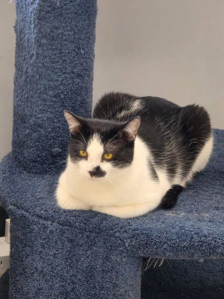 Chap - Domestic Short Hair