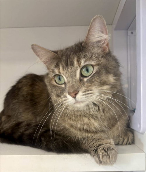 Marilyn, an adoptable Domestic Medium Hair in Andover, MN
