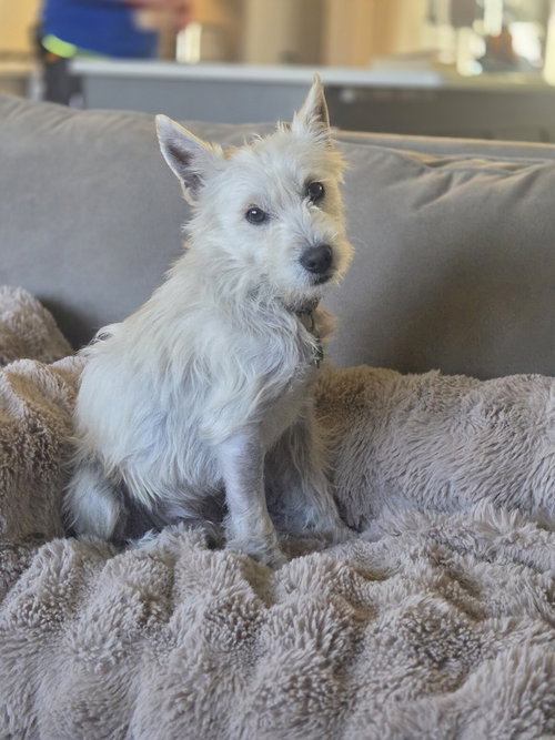 Jack, an adoptable Terrier in Andover, MN