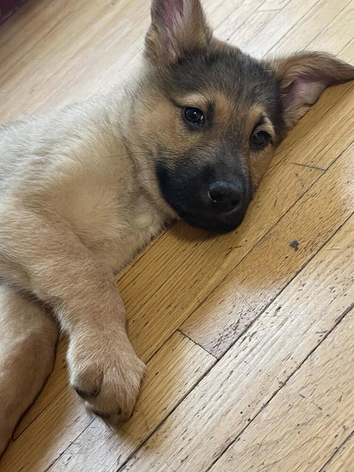 Kermit, an adoptable Shepherd in Andover, MN