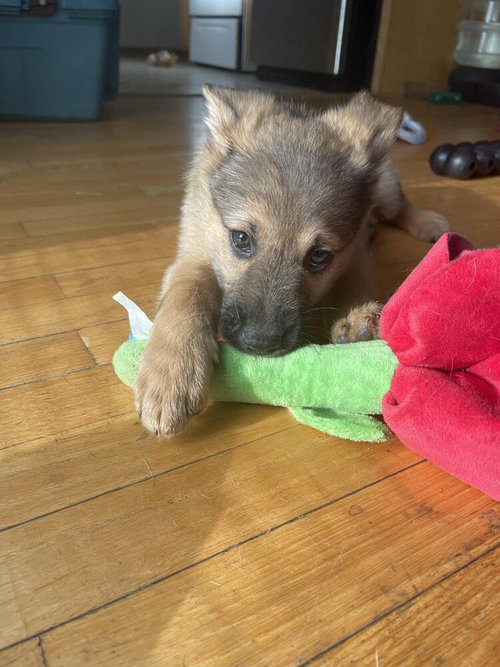 Kermit photo 4