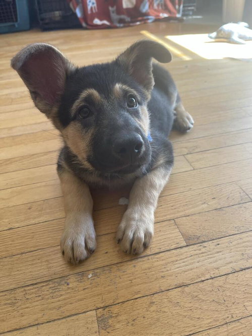 Big Bird, an adoptable Shepherd in Andover, MN