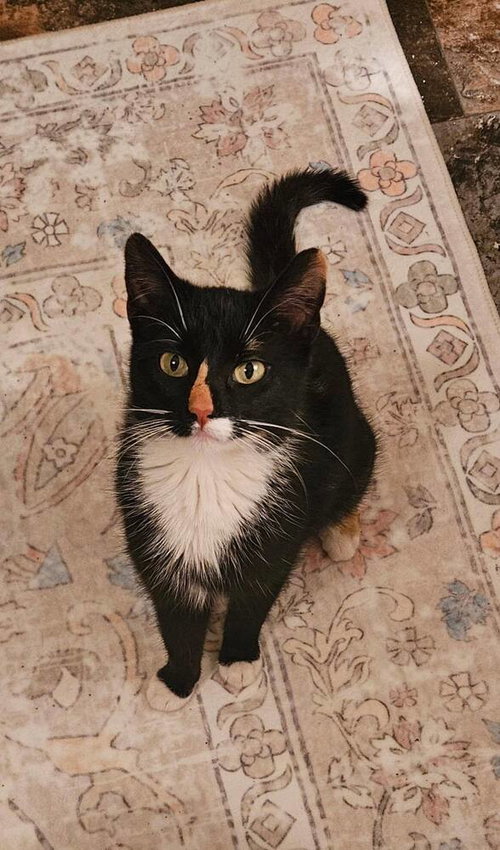 Maya, an adoptable Domestic Short Hair in Andover, MN