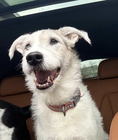 Roscoe, an adoptable Border Collie in Andover, MN