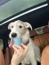 Roscoe - Photo 3