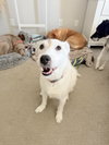 Roscoe - Photo 2