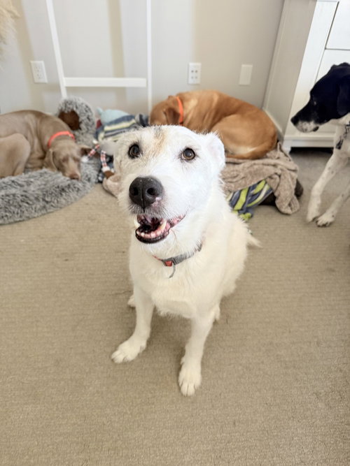 ROSCOE - Border Collie available for adoption