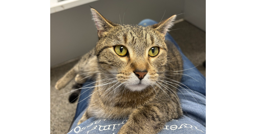 Rapala, an adoptable Domestic Short Hair in Andover, MN