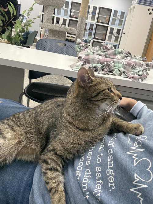 RAPALA - Domestic Short Hair / Domestic Short Hair available for adoption
