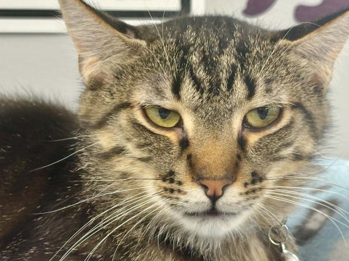 David, an adoptable Domestic Short Hair in Andover, MN
