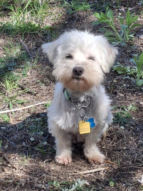 Anthony *multiple applications, an adoptable Maltese in Andover, MN