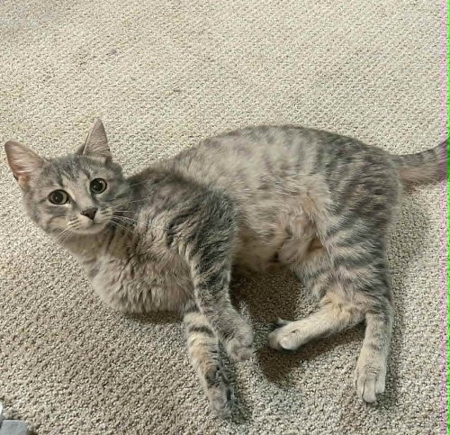 QUITO - Domestic Short Hair available for adoption
