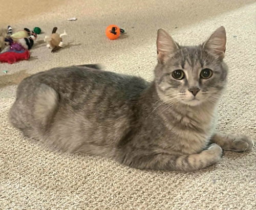 QUITO - Domestic Short Hair available for adoption