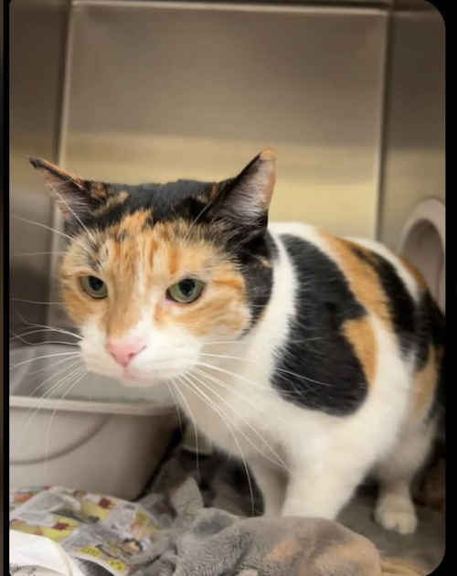 Jyn Erso, an adoptable Calico in Andover, MN
