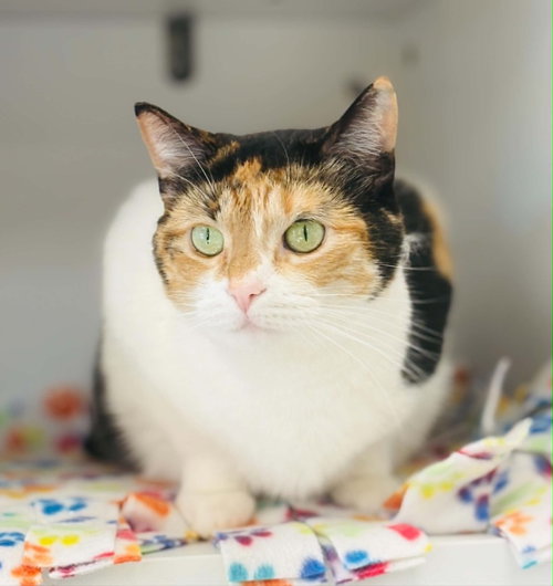 JYN ERSO - Calico / Domestic Short Hair available for adoption
