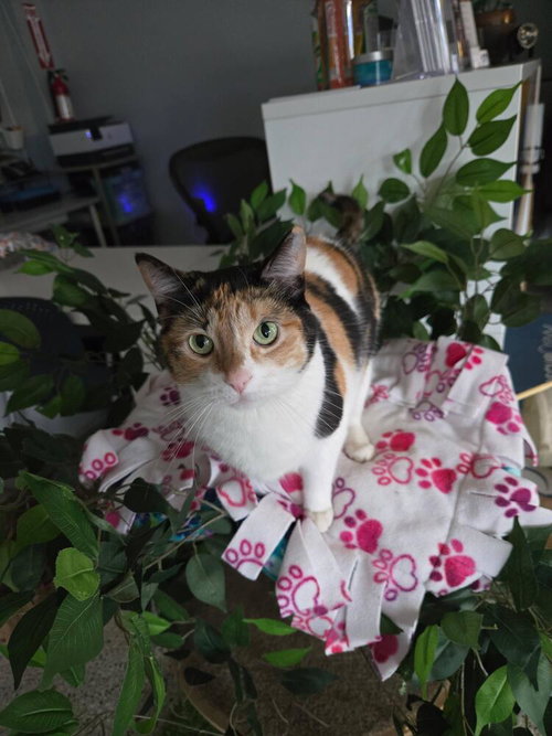 JYN ERSO - Calico / Domestic Short Hair available for adoption