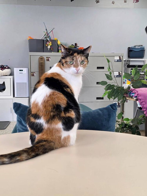 Jyn Erso, an adoptable Calico in Andover, MN