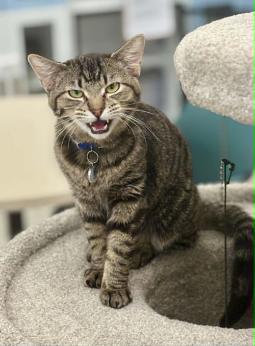 Joab, an adoptable Domestic Short Hair in Andover, MN