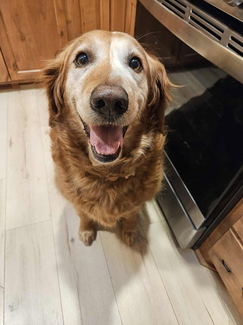 Manny *multiple applications, an adoptable Golden Retriever in Andover, MN