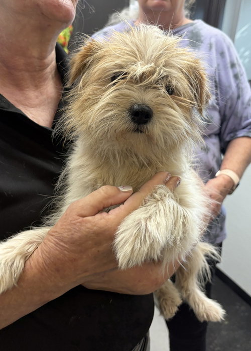 Ruby~FOSTER OR FOSTER TO ADOPT NEEDED~, an adoptable Terrier in Andover, MN