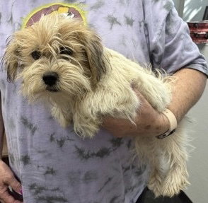 Ryder~FOSTER OR FOSTER TO ADOPT NEEDED~, an adoptable Terrier in Andover, MN
