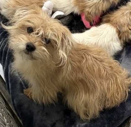 Rocky~FOSTER OR FOSTER TO ADOPT NEEDED~, an adoptable Terrier in Andover, MN