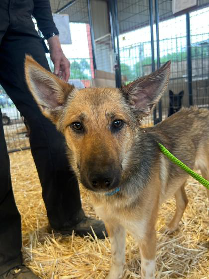 Kiko ~FOSTER OR FOSTER TO ADOPT NEEDED~, an adoptable Shepherd in Andover, MN