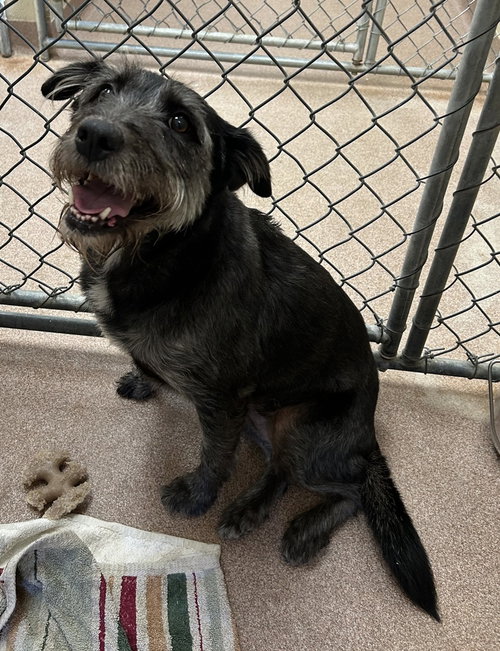 Millie ~FOSTER OR FOSTER TO ADOPT NEEDED~, an adoptable Unknown breed in Andover, MN